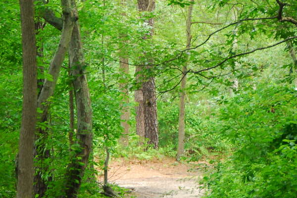 090626-112-birch-grove-park.jpg