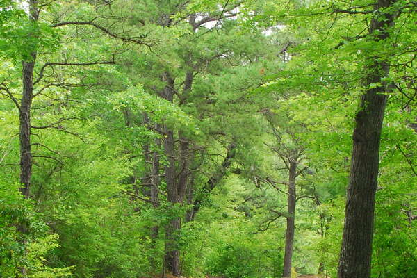 090626-122-birch-grove-park.jpg