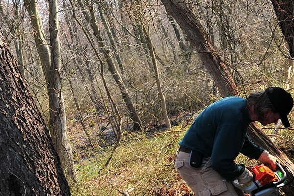 Removing more dead limbs