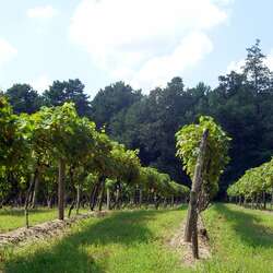 Renault Winery Resort & Golf