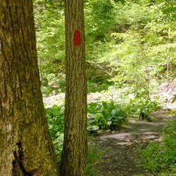 Photos of: Hacklebarney State Park -- Trails - 06/27/2012