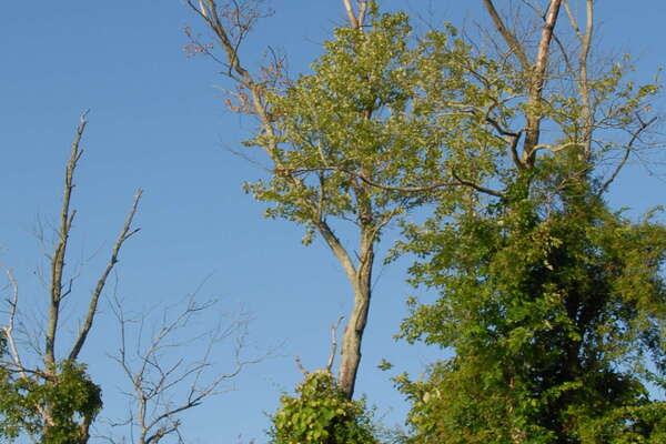 Manasquan River Wildlife Management Area