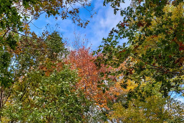 Fall HIking in Lord Sitrling Park