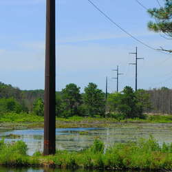 Photos Of: Bunker Hill Bogs (2009) - 07/13/2014
