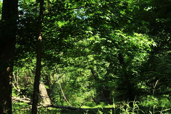 Trails near the Manasquan River (near group camping)