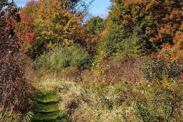 Fall HIking in Lord Sitrling Park