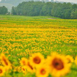 Sussex County Sunflower Maze (at Liberty Farm)