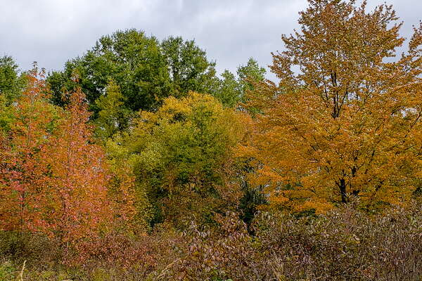 Fall HIking in Lord Sitrling Park