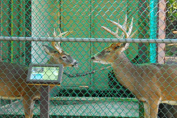 Animal Haven at Thompson Park (Middlesex County)
