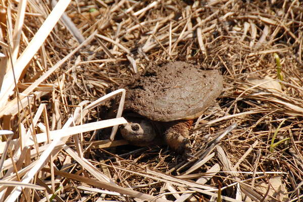 Trails in Lord Stirling Park