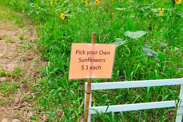 Pick your own.. but only in this area..