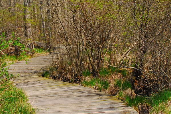 Trails in Lord Stirling Park