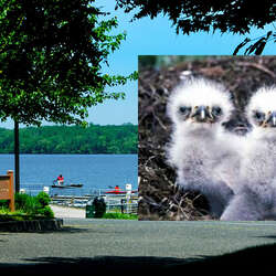 Bald Eagle Chicks Hatch At Manasquan Reservoir (Patch Article)