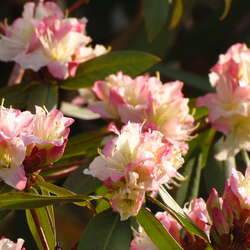 April at Van Vleck House and Garden - 03/27/2018