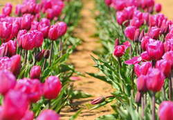 April 2018 - Tulip Festival at Holland Ridge Farms - 05/27/2018