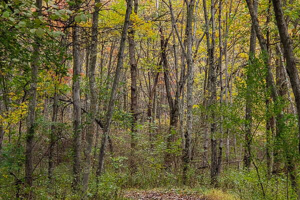 Fall HIking in Lord Sitrling Park