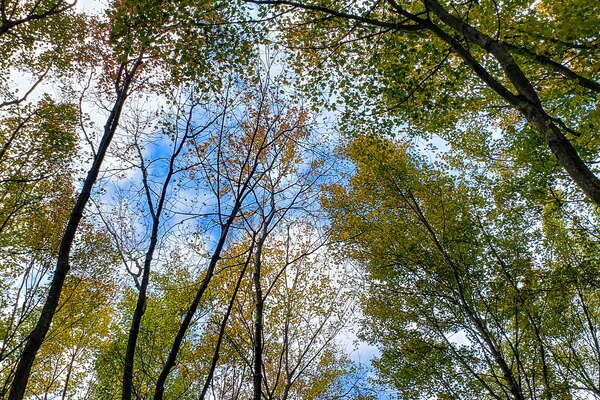 Fall HIking in Lord Sitrling Park