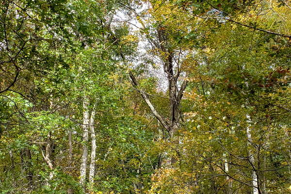 Fall HIking in Lord Sitrling Park