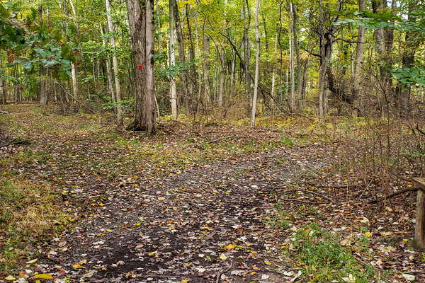 Fall HIking in Lord Sitrling Park