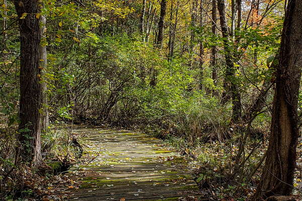 Fall HIking in Lord Sitrling Park