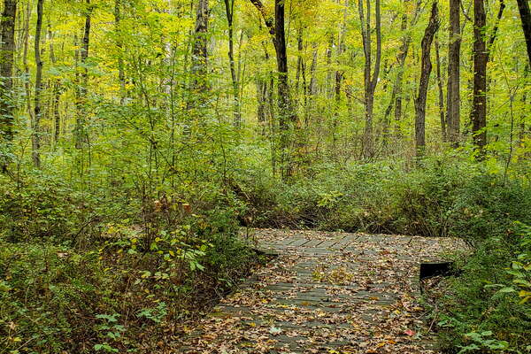 Fall HIking in Lord Sitrling Park