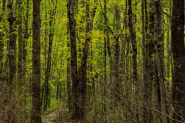 Fall HIking in Lord Sitrling Park