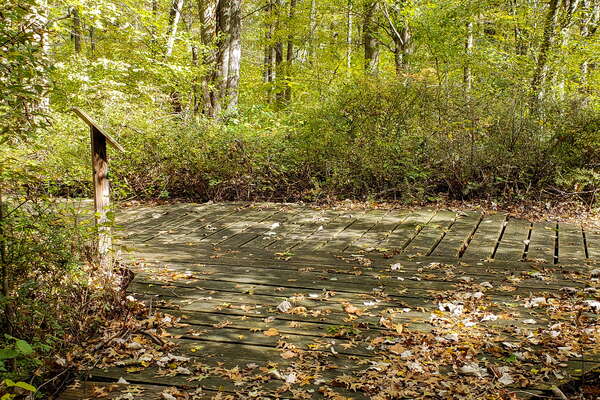 Fall HIking in Lord Sitrling Park