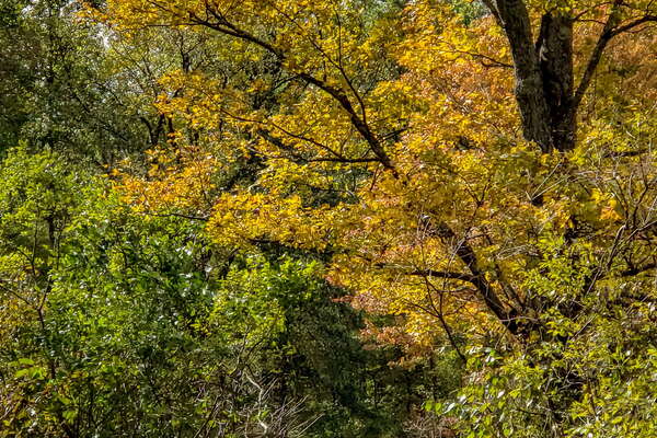 Fall HIking in Lord Sitrling Park