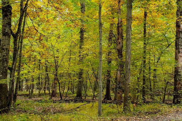 Fall HIking in Lord Sitrling Park