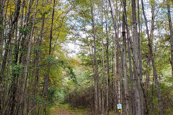 Fall HIking in Lord Sitrling Park