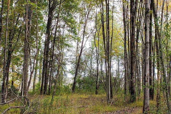 Fall HIking in Lord Sitrling Park