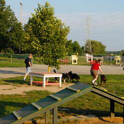 Reminder: Keep your pups on a leash, or visit a dog park