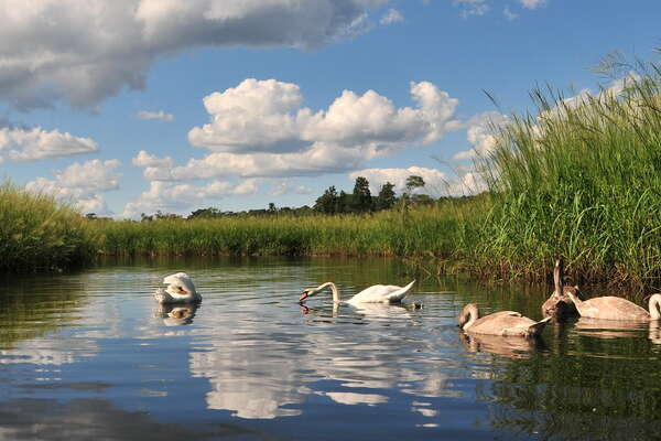 Swans and their babes..