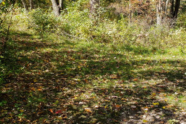 Fall HIking in Lord Sitrling Park