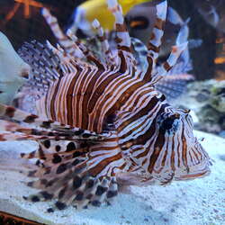 Jenkinson's Aquarium