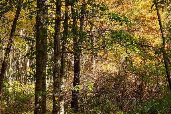 Fall HIking in Lord Sitrling Park