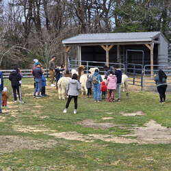 Alpacas are the best. Especially at Alpacas On Allaire