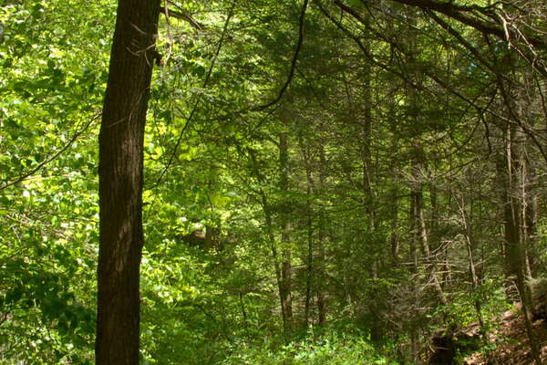 Hacklebarney State Park