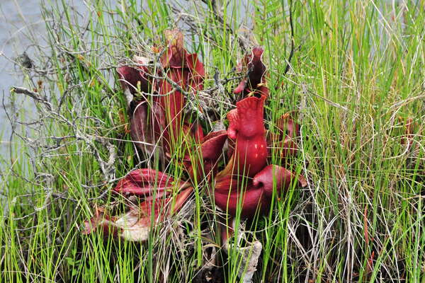 Pitcher Plant Island