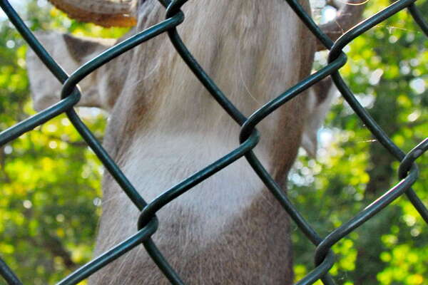 Animal Haven in Thompson Park