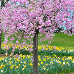 The Cherry Blossom Festival Returns to Essex County!