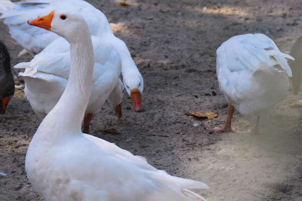Animal Haven in Thompson Park
