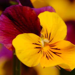 28 Gardens and Arboretums You Should Visit This Spring!