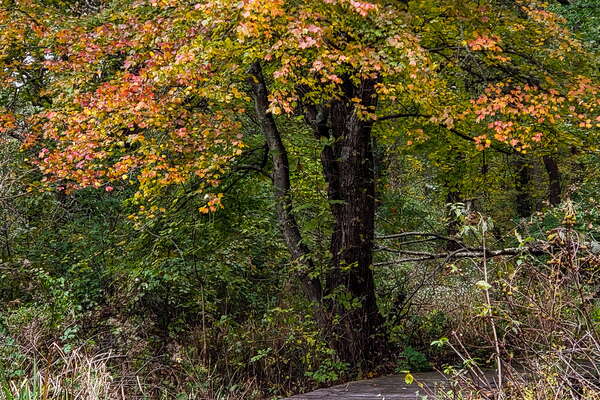 Fall HIking in Lord Sitrling Park
