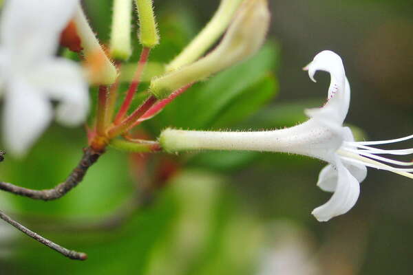 Nice flower at Webbs Mill Bog