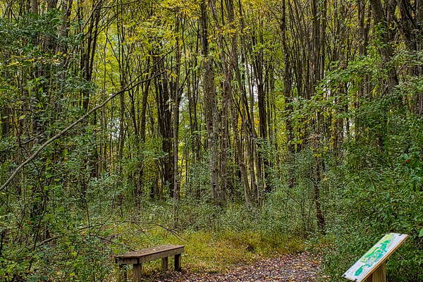 Fall HIking in Lord Sitrling Park