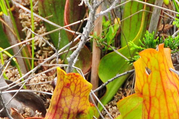 Pitcher plants