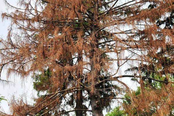 Morven Museum & Garden