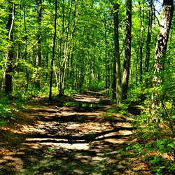 Hiking the Bear Swamp Natural Area, July 2017 - 07/02/2017