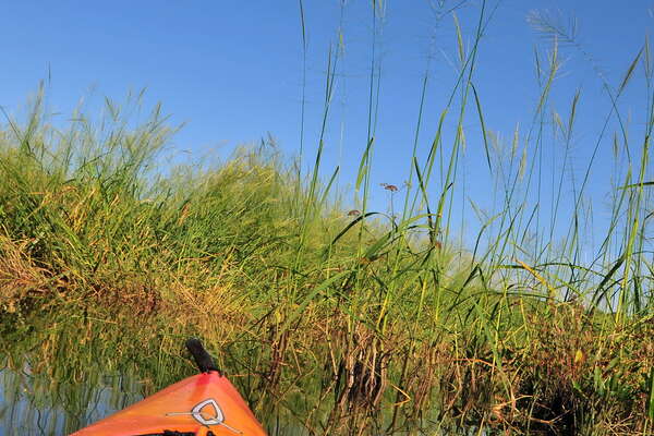 Trying to find a path through the weeds on the edge of the pond